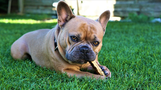 Coffee Wood Chews for Dogs- Just A Passing Trend or Something More?