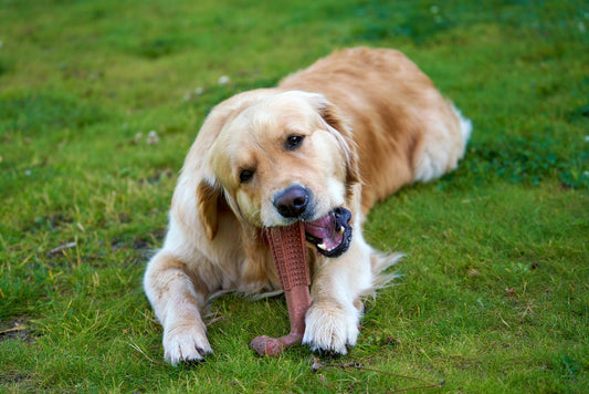 Healthy and Delicious Alternatives to Rawhide Chews